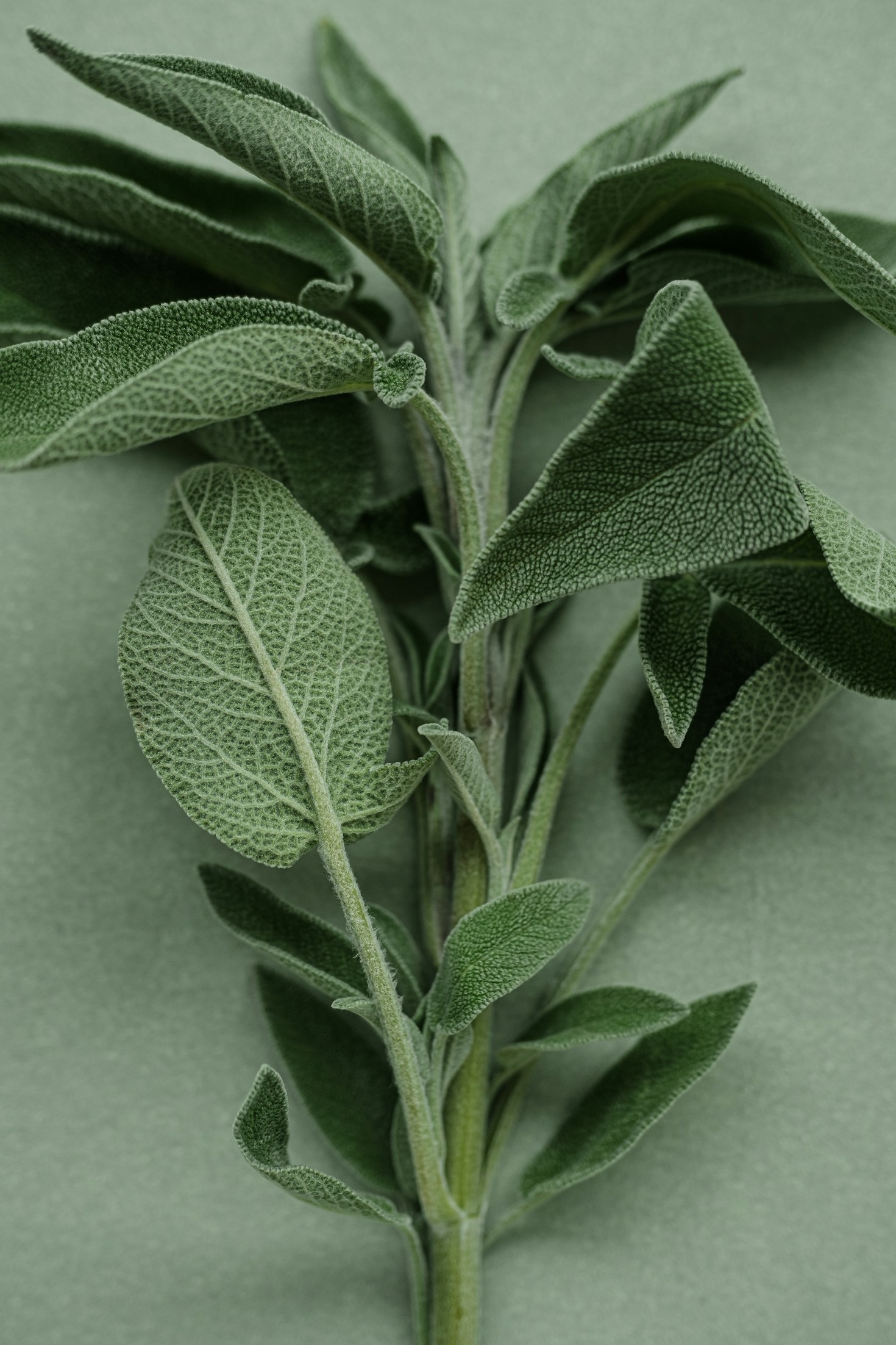 Duchowe zastosowania ziół w codziennym życiu