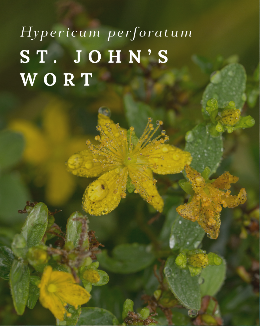 Etheric Plants-6
